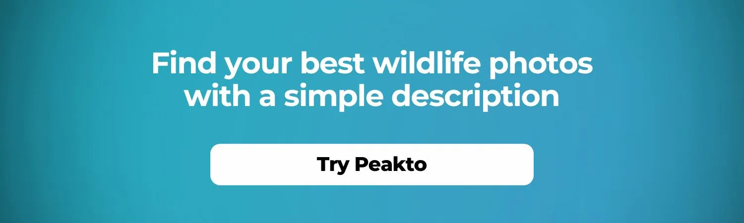 Find your best wildlife photos with a simple description