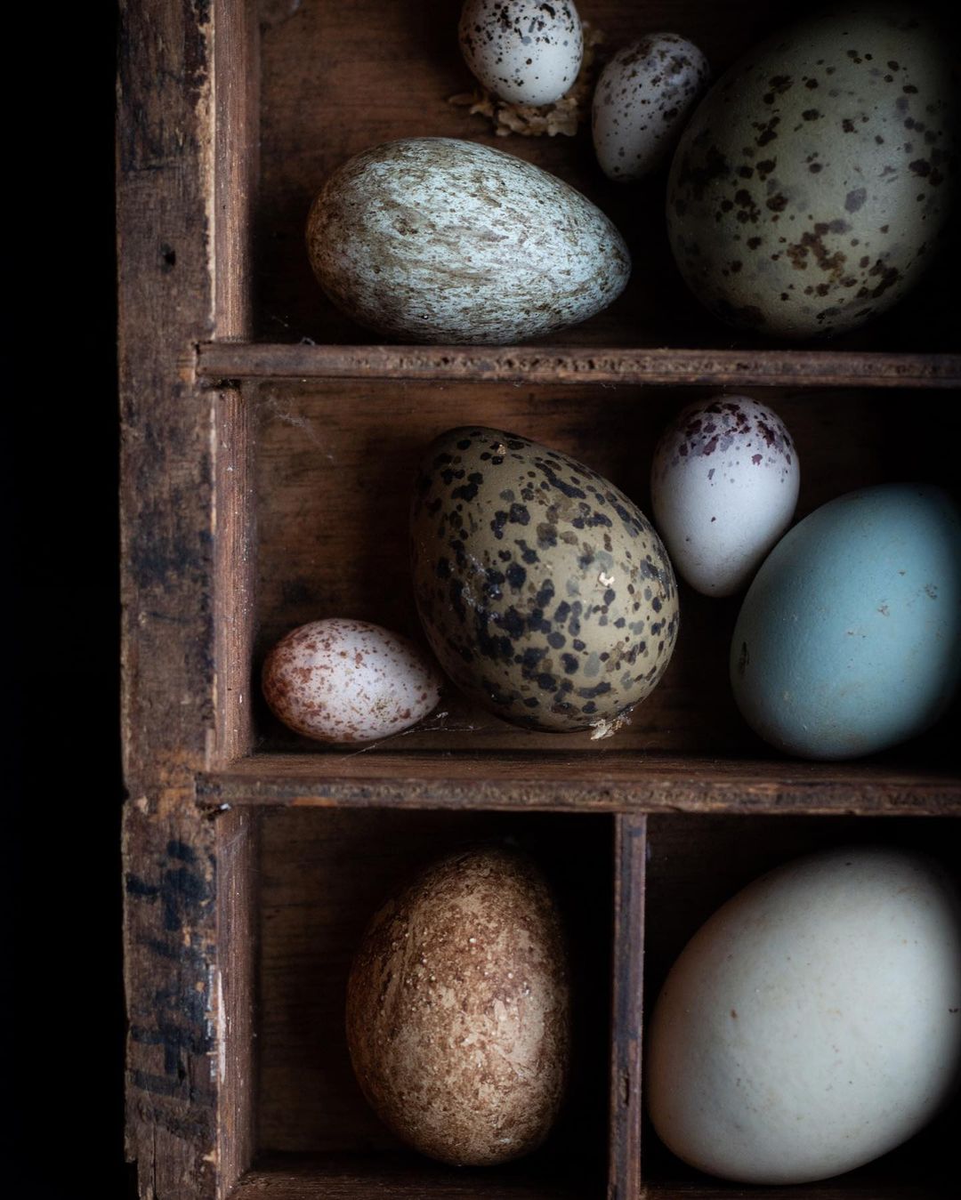 several eggs in a cupboard