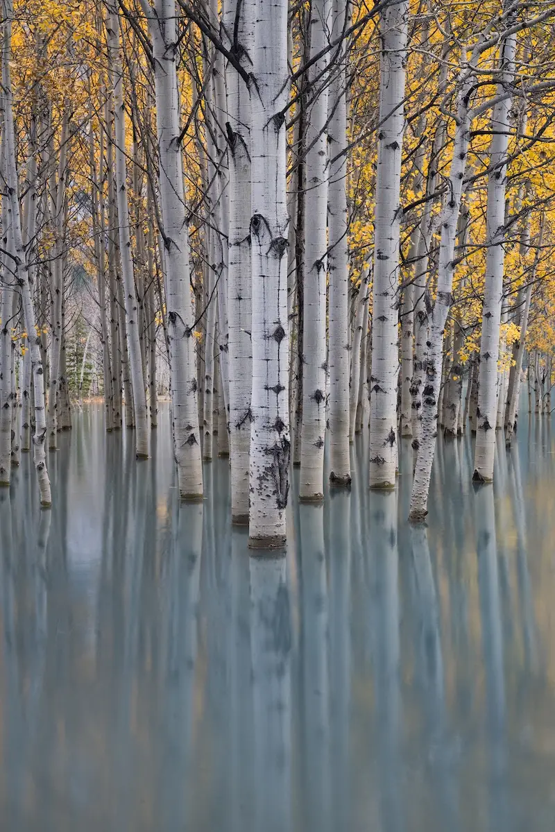 Trees with reflection