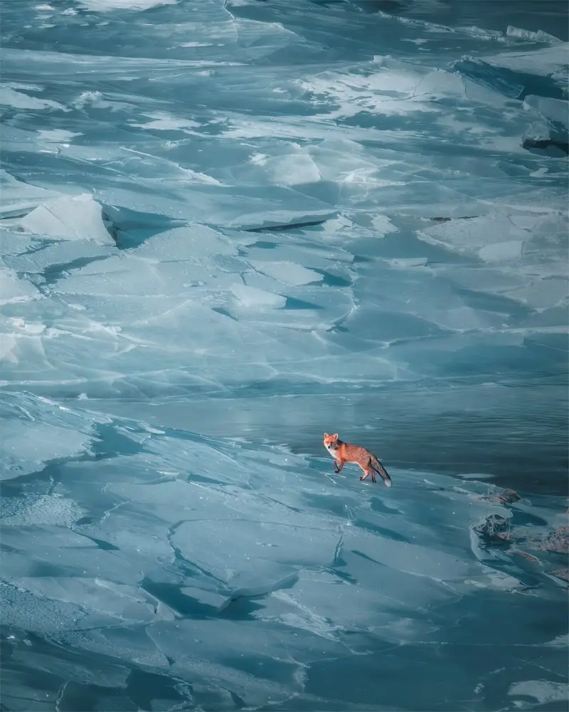 Photography of a fox in the middle of a glacier, taken by Giancarlo Gallinoro