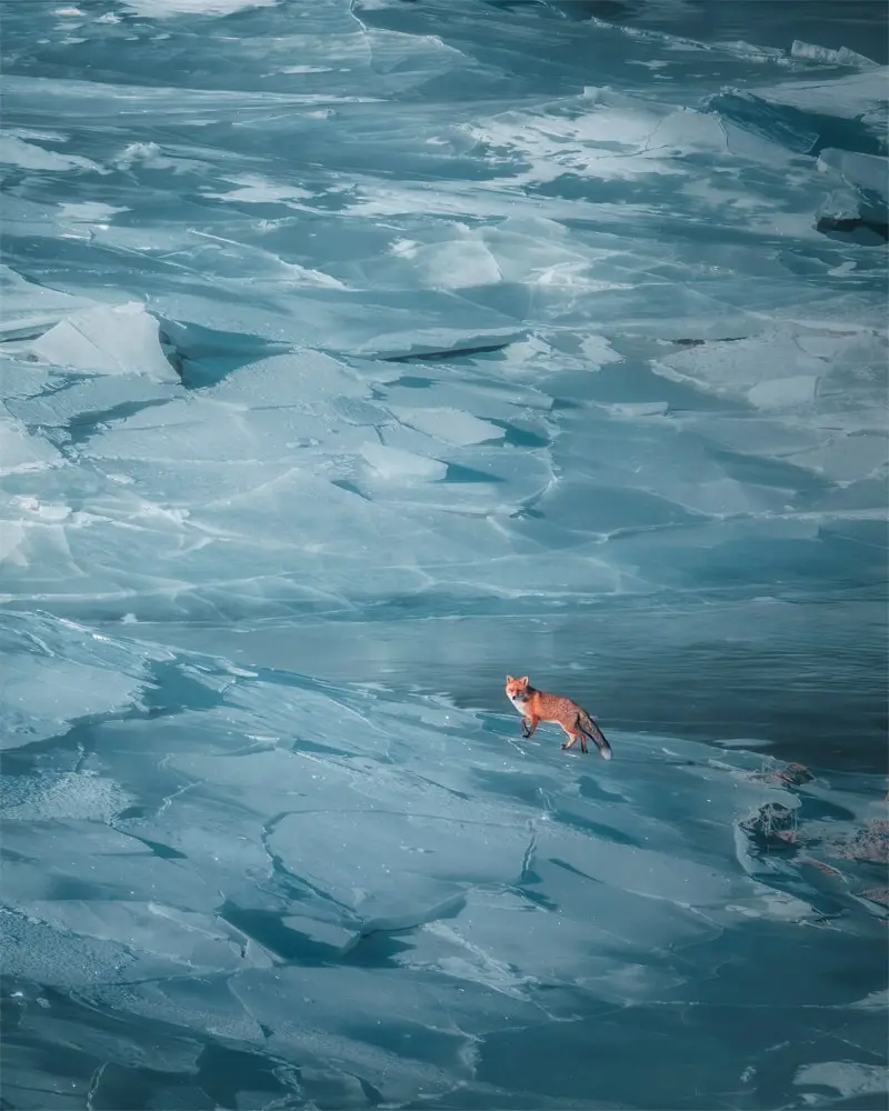 Accent sur la conservation de la nature avec le photographe Giancarlo Gallinoro 11