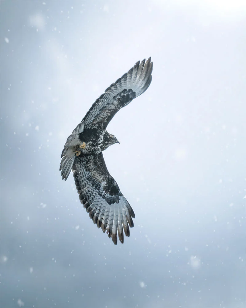 Photographie d'un aigle déployant ses ailes, prise par Giancarlo Gallinoro