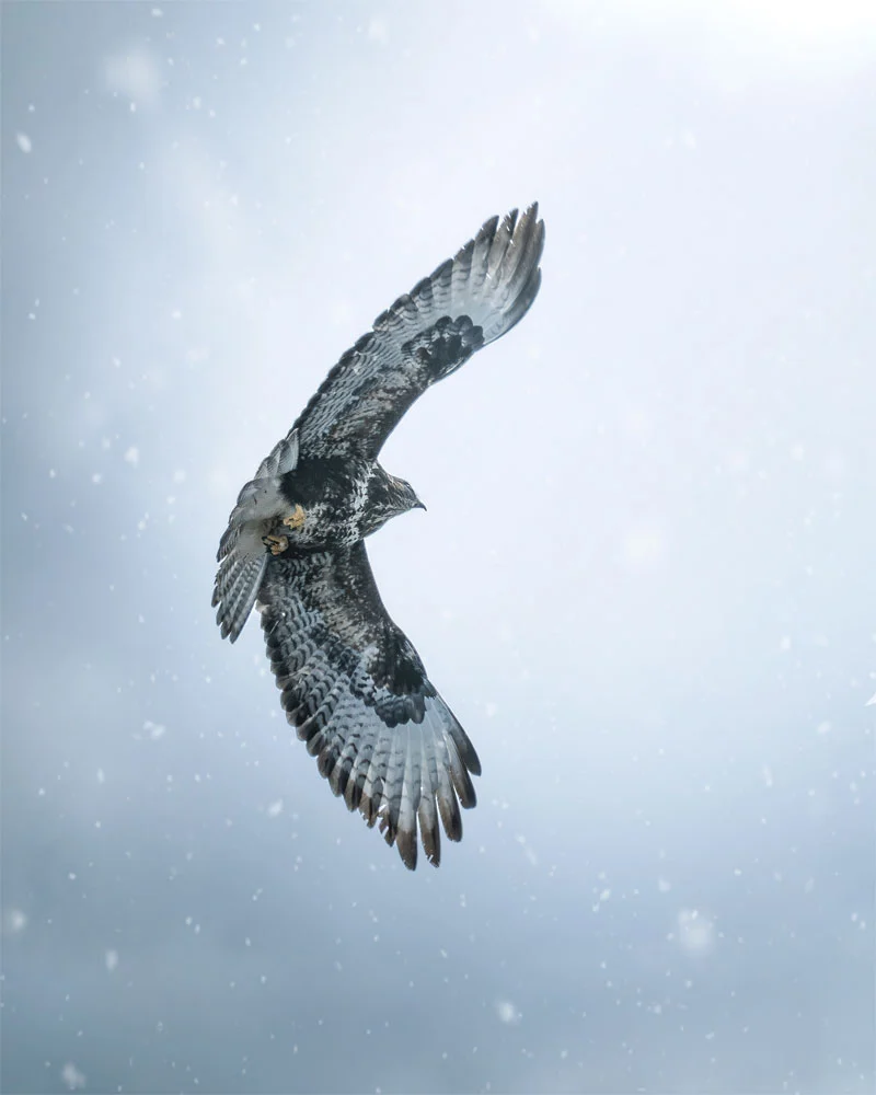 Photography of an eagle spreading its wings