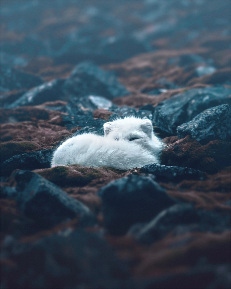 Photography of a sleeping white fox in Svalbard, Norway
