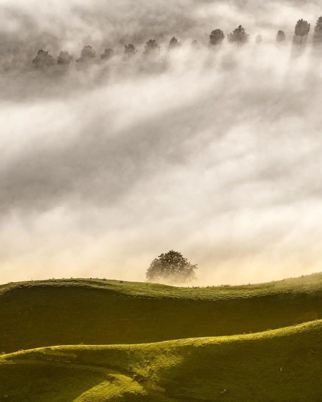 Photography of a meadow under thick mist