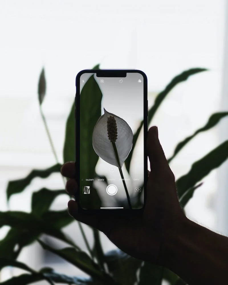 Artist's photo of a person taking a picture of a plant through an photophone