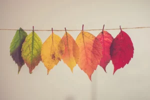 Photographie post-traitée de feuilles de différentes couleurs représentant les différentes saisons de l'année.