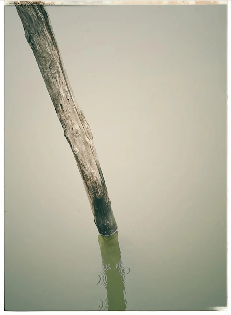 Branche d'arbre dans l'eau : retouche photographique de Michel Redon