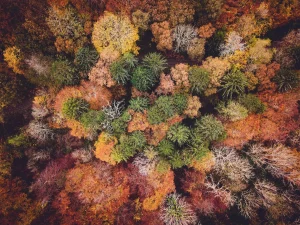 Green and brown trees by Ivan Bandura via Unsplash, eco-responsible photographer