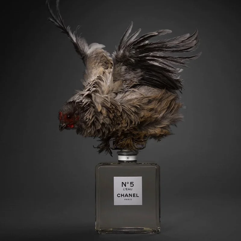 Still-life image of a bottle of parfum with a bird on top of it, taken by Jacques Giaume. Another reason to keep photos is to post them on your social media later.