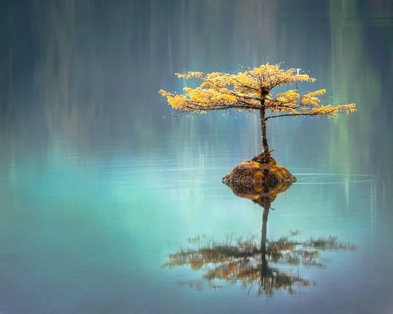 Yellow bonsai in the middle of a mass of water