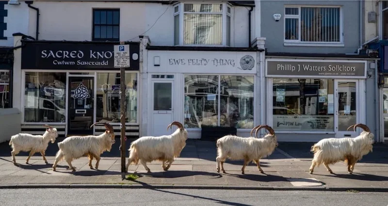 Photography of white goats walking in a street taken during covid, quarantine and containment, when photographers were looking for new sources of inspiration, finding it in funny and unusual moments