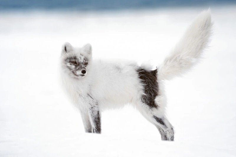 Photography of an artic fox in Svalbard