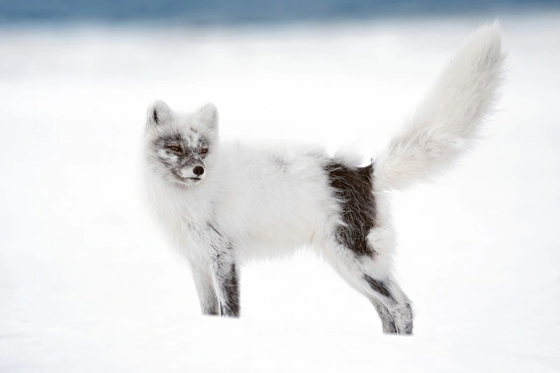 Photographie d'un renard arctique au Svalbard