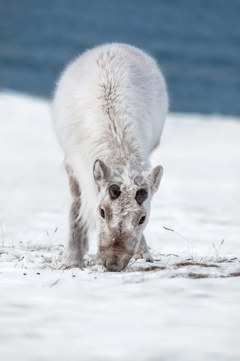 Photographie d'un renne du Svalbard broutant dans la neige