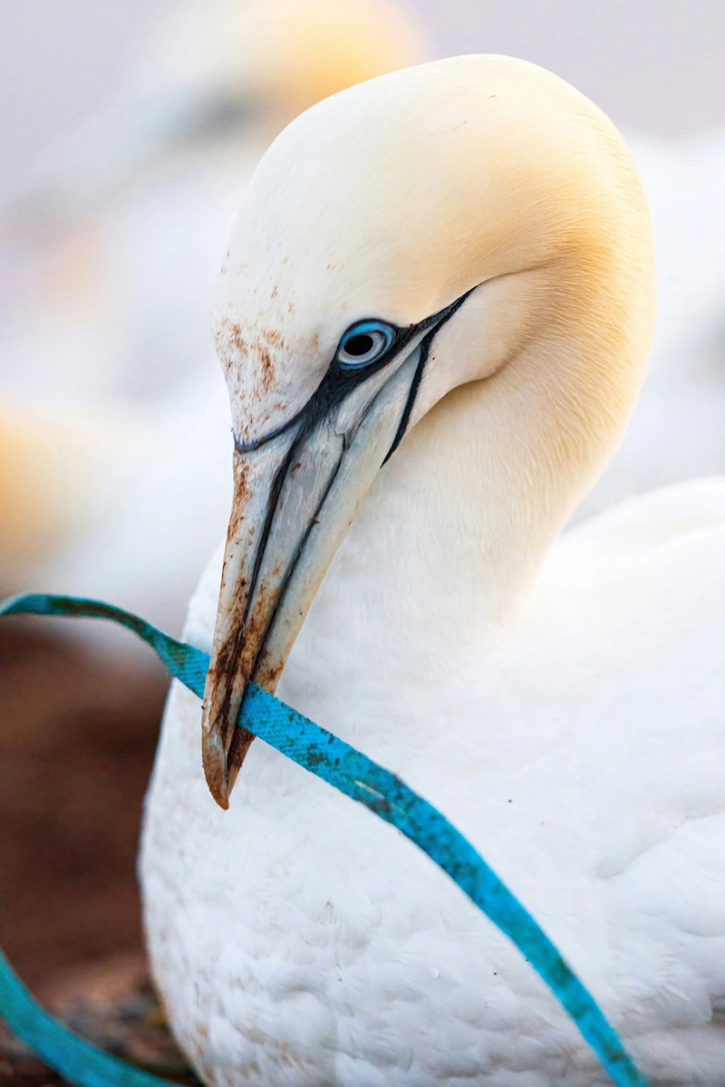 Photographie d'un fou de Bassan tenant un morceau de plastique avec son bec