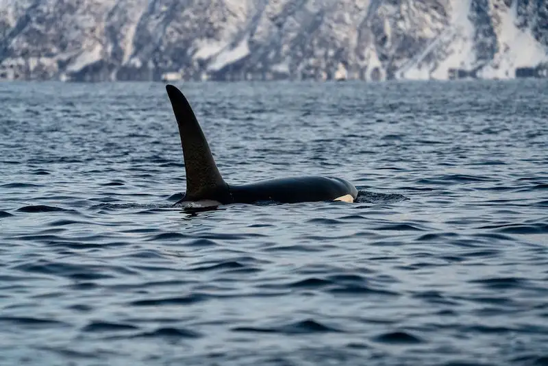 Photographie d'une orque prenant l'air dans la mer de Norvège