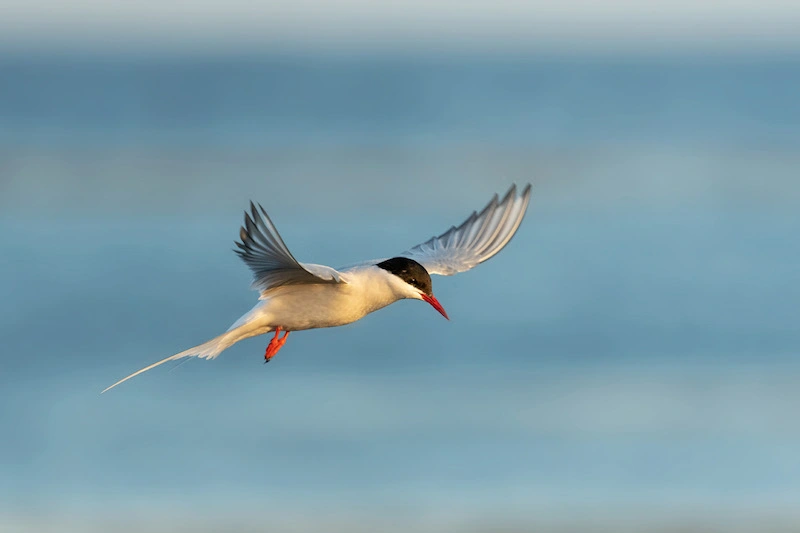 Photography of an Arctic tern flying along the coastline in Iceland