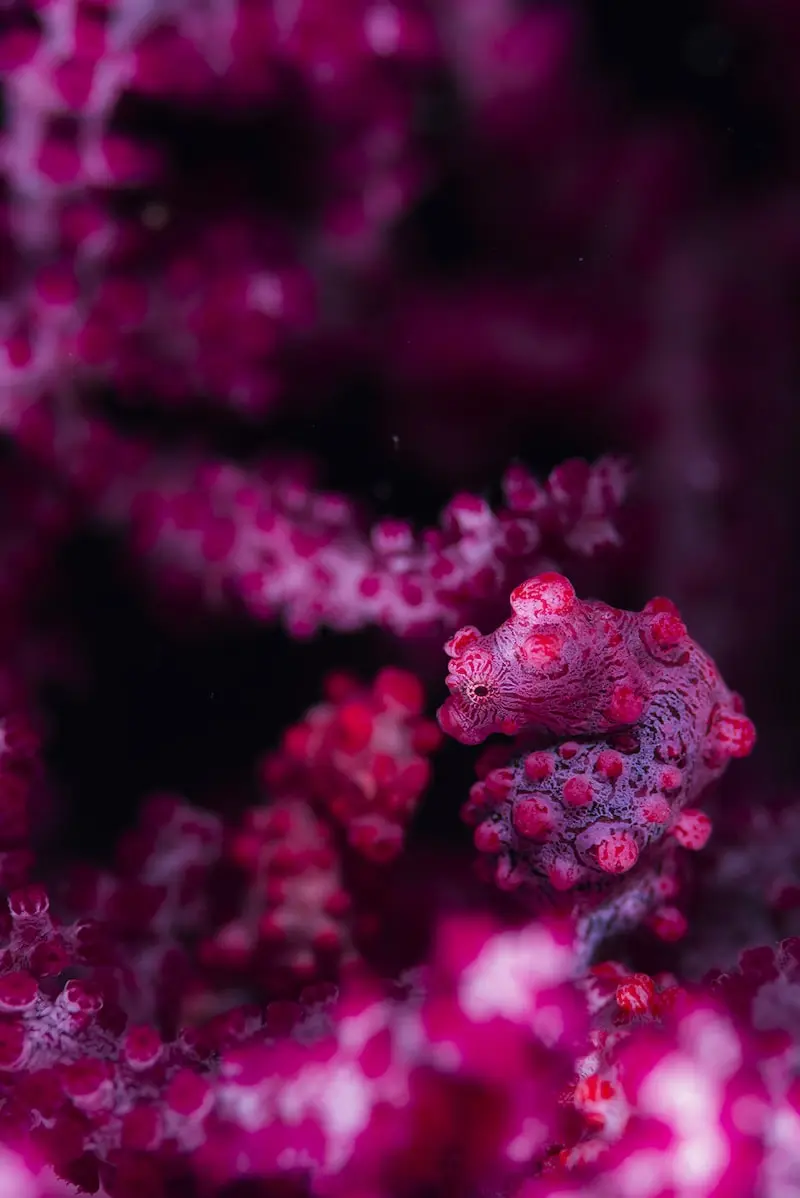 Photography of a purple underwater creature