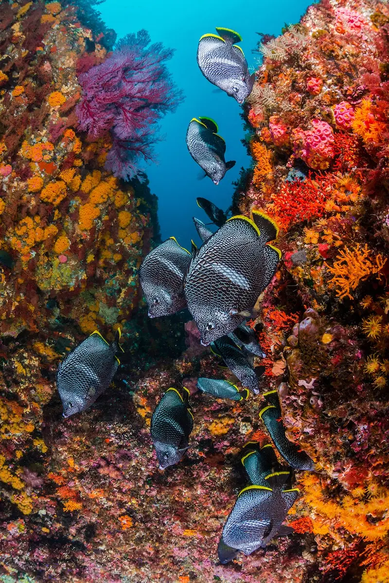 Photographie de poissons gris et jaunes dans des coraux colorés, prise par Daisuke Kurashima, photographe sous-marin.