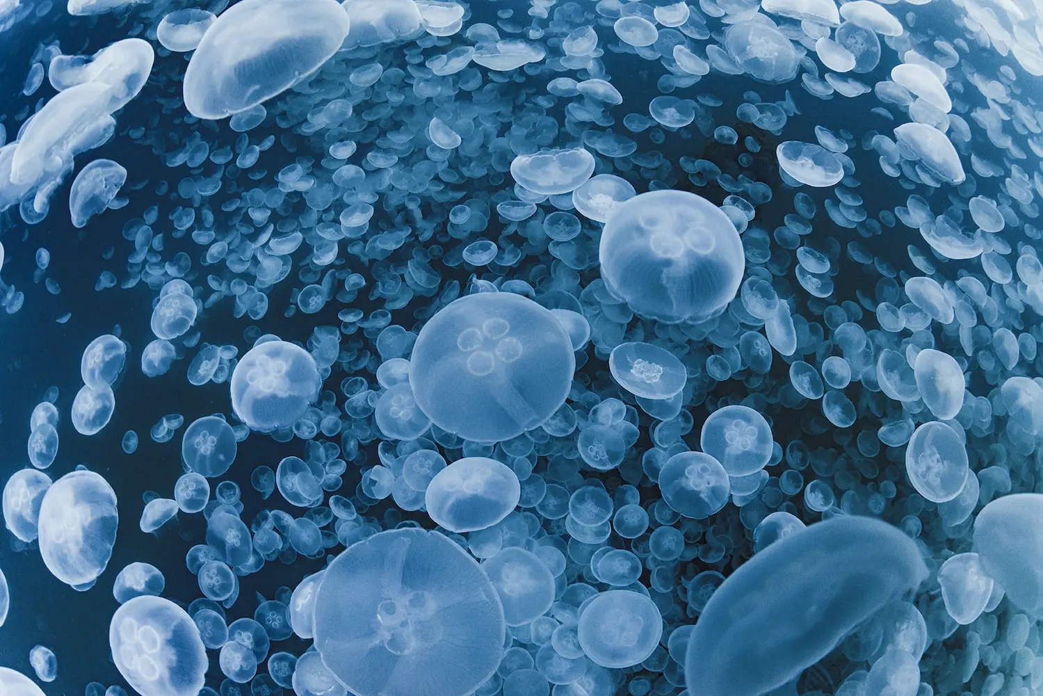Photography of a school of white jellyfish underwater, taken by Daisuke Kurashima