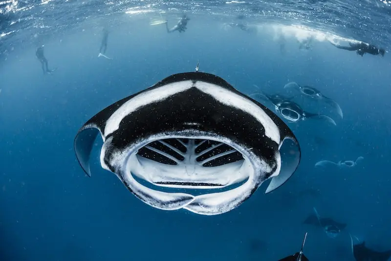 Close-up photography of the mouth of a manta underwater, taken by Daisuke Kurashima, underwater photographer