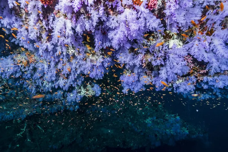 Underwater photography of orange fishes and purple corals, taken by Daisuke Kurashima, underwater photographer