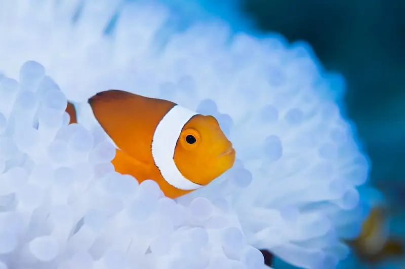 Photographie d'un poisson clown dans un corail blanc