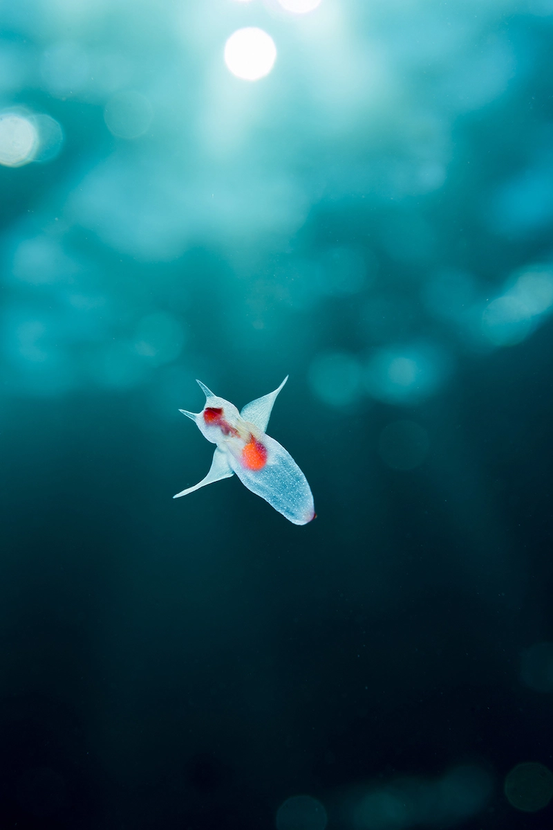 Photographie d'une étrange créature sous-marine blanche et orange