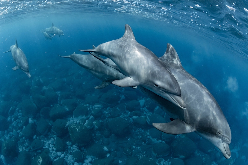 Underwater photography of a group of dolphins, taken by Daisuke Kurashima