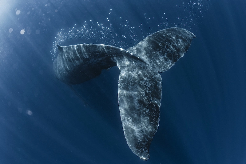 Photography of the tail of a humpback whale, taken by Daisuke Kurashima, underwater photographer