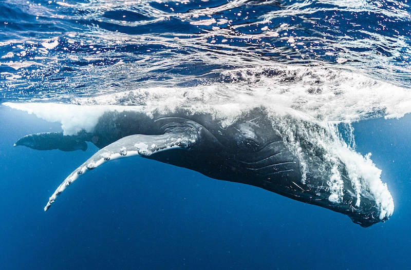 Photographie d'une baleine à bosse seule sous la mer