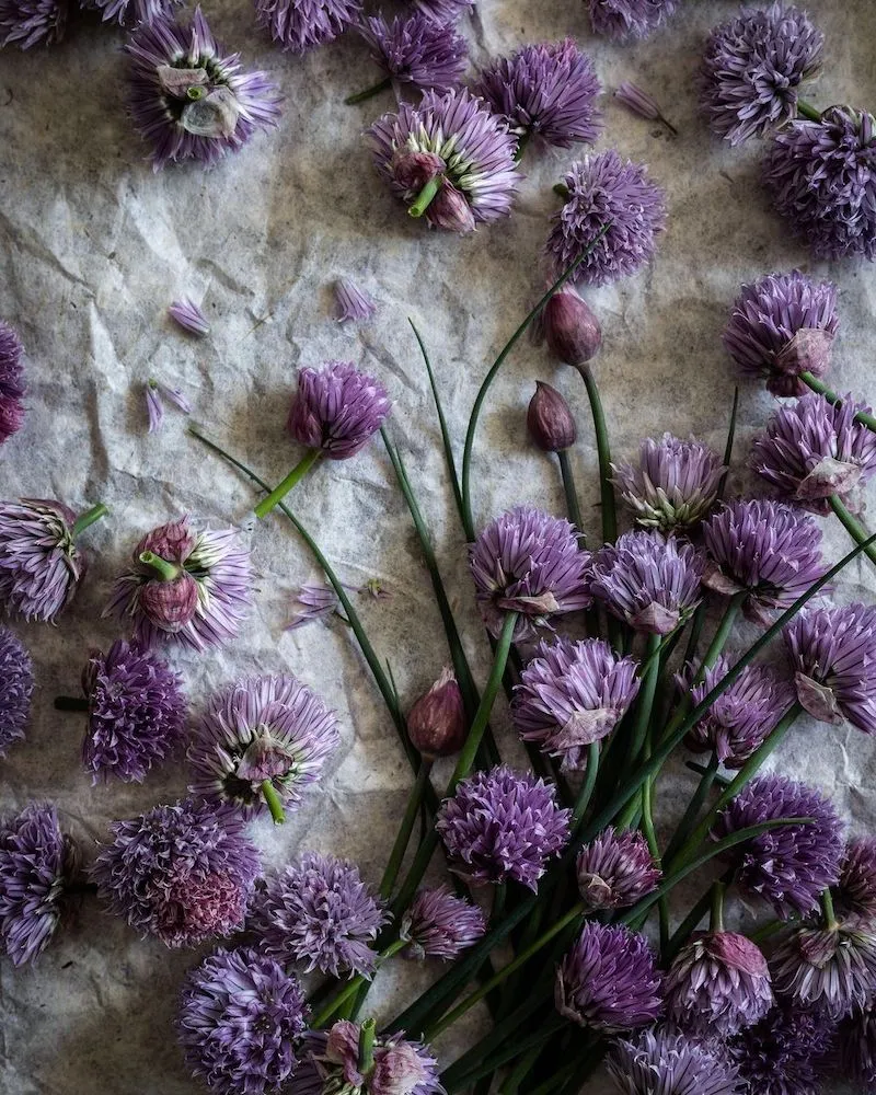 Photographie de fleurs violettes, prise par Aimee Twigger, photographe culinaire