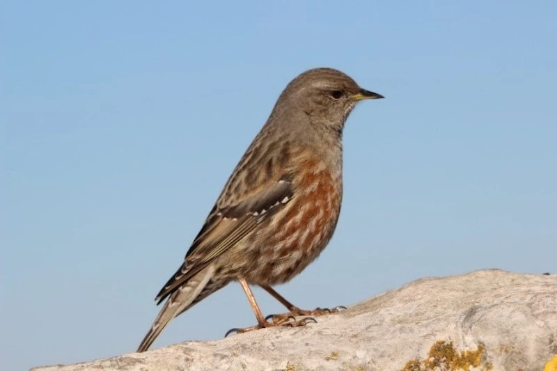 Photography of an Alpine Accentor, taken by the LPO Association for the biodiversity of the Pic Saint Loup