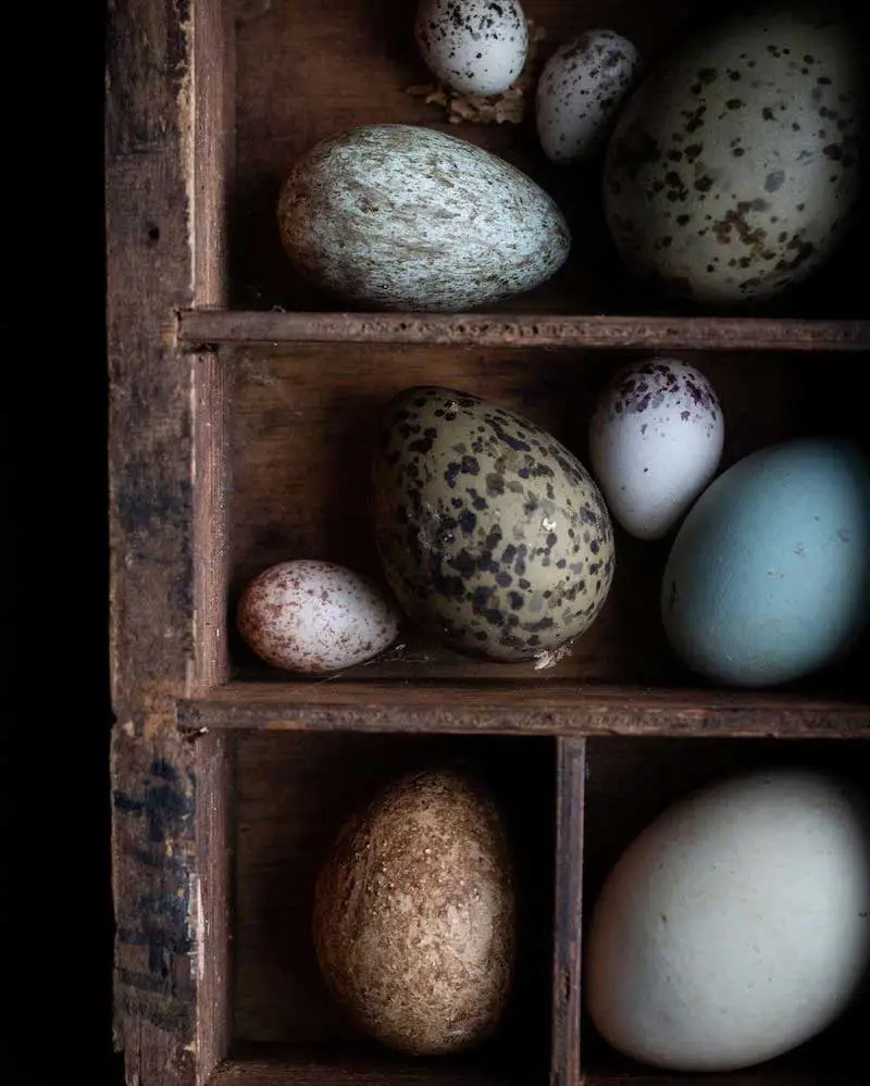 Photographie d'œufs de différentes couleurs et formes, prise par Aimee Twigger, photographe culinaire