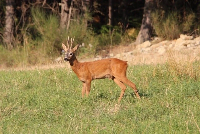 Photography of a deer, taken by the LPO Association for the biodiversity of the Pic Saint Loup