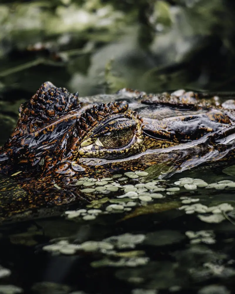 Photography of an alligator under the water, taken by Clarisse de Thoisy