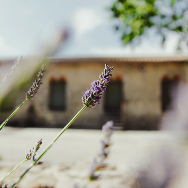 Photography of a lavender stem in from of Domaine Clavel