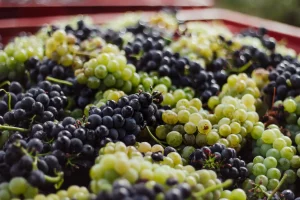 Photography of different types of grapes collected from the vineyard at Domaine Clavel