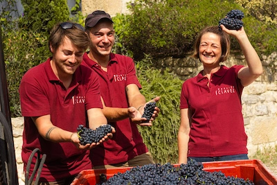 Photographie de personnes travaillant au Domaine Clavel montrant des raisins récoltés dans le vignoble
