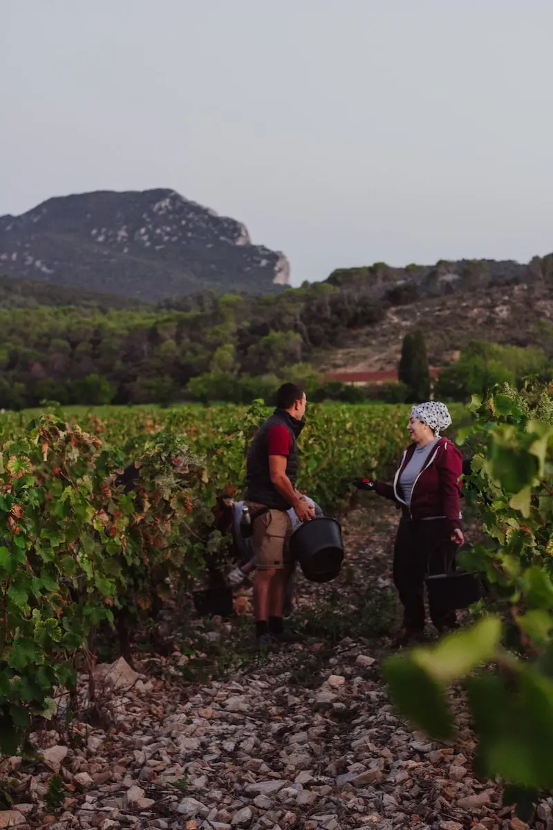 Photographie de personnes travaillant dans une vigne au Domaine Clavel avec le Pic Saint Loup en arrière-plan