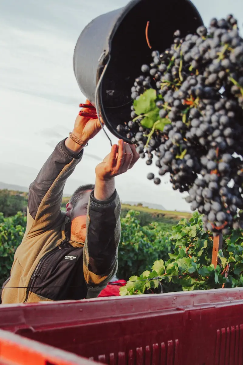 Photographie d'un homme récoltant des raisins au Domaine Clavel