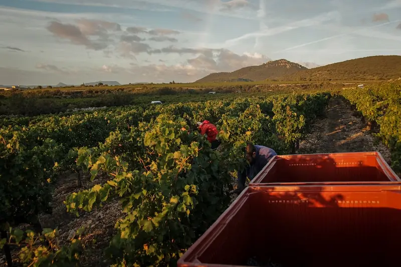 Photography of people harvesting grapes at Domaine Clavel with the Pic Saint Loup at the background