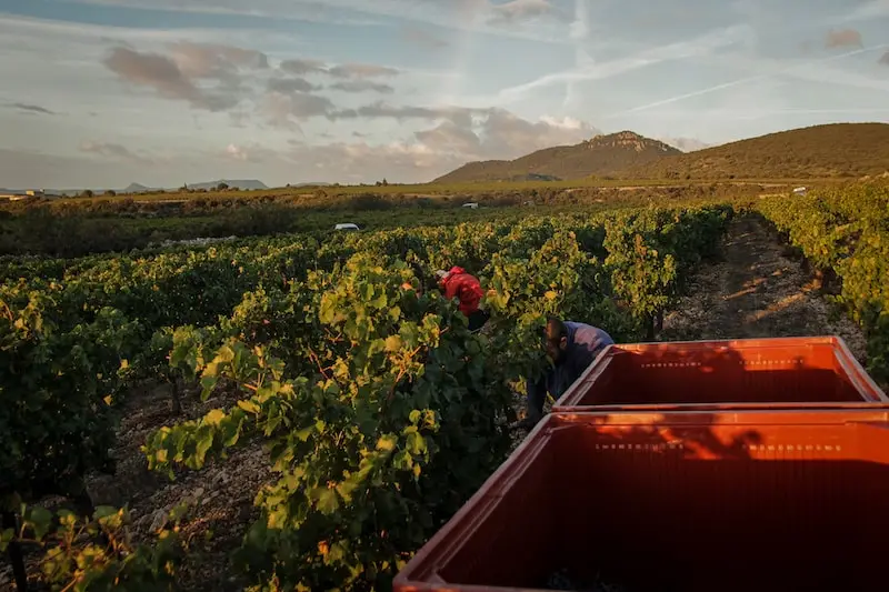 Photographie des vendangeurs du Domaine Clavel avec le Pic Saint Loup en arrière-plan