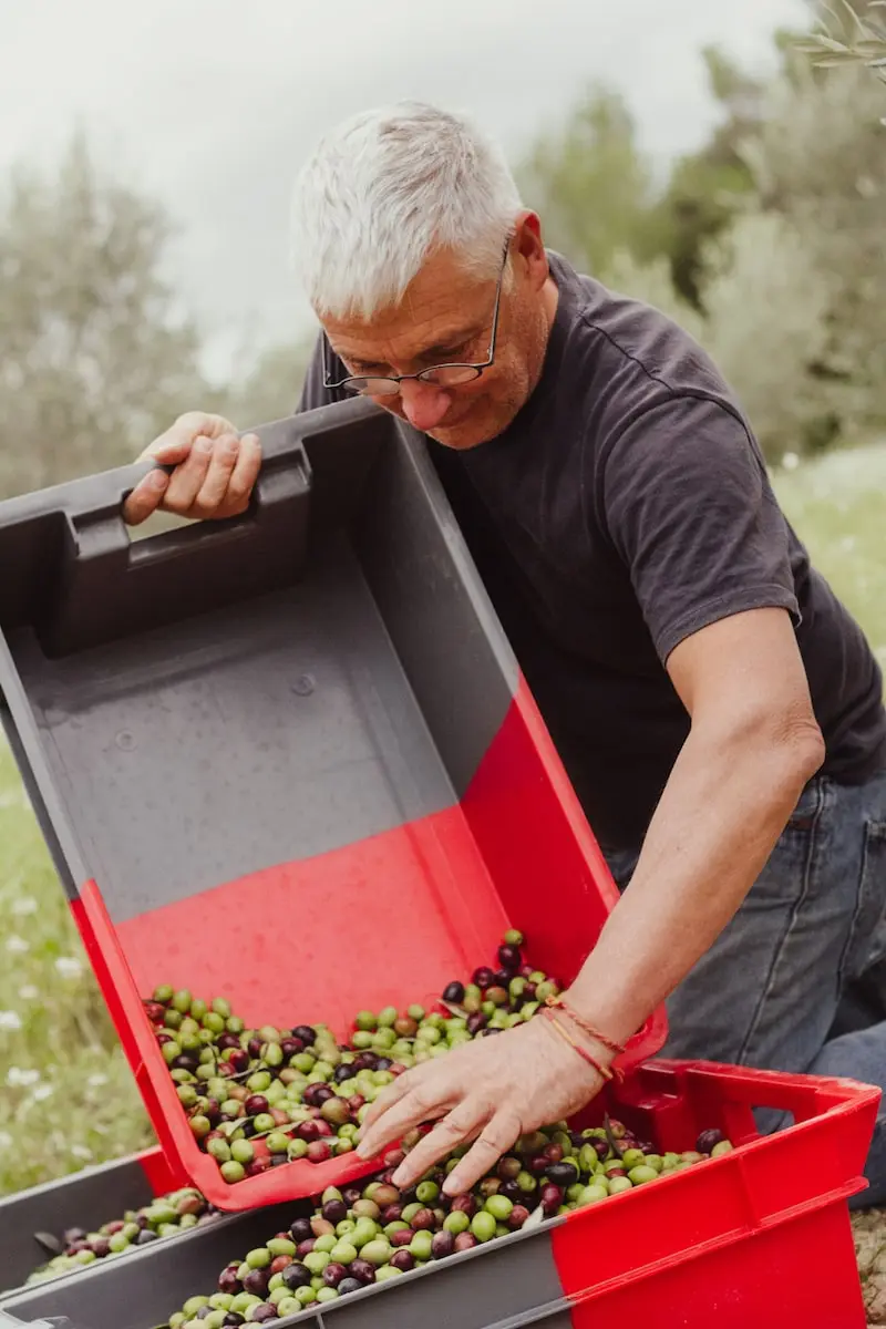 Photographie d'un homme récoltant des raisins au Domaine Clavel