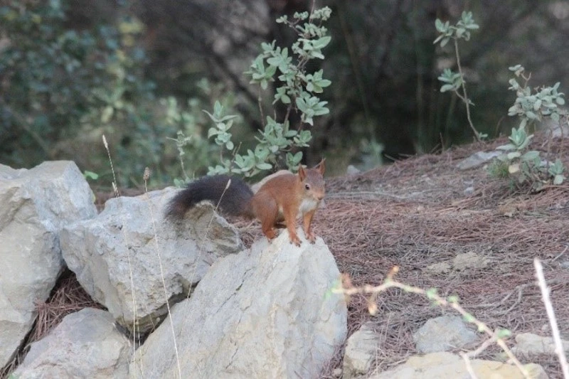 Photography of a red squirrel, taken by the LPO Association for the biodiversity of the Pic Saint Loup