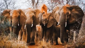Photography of elephants, taken by Clarisse de Thoisy, photographer and videographer