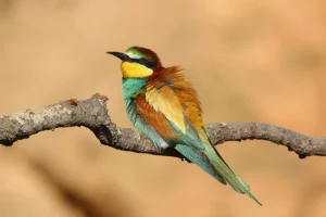Photography of an European Bee-eater, taken by the LPO Association for the biodiversity of the Pic Saint Loup