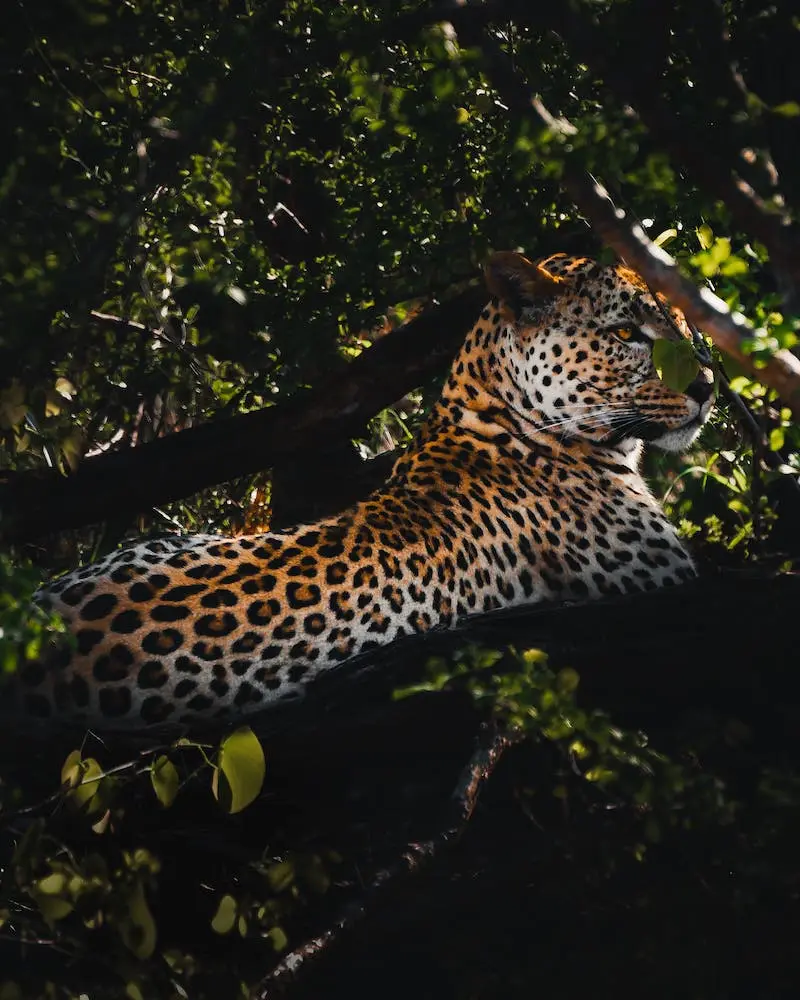 Photographie d'un léopard dans un arbre