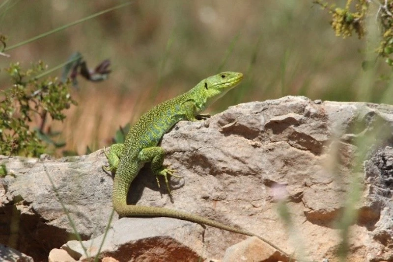 Photography of an Ocellated Lizard, taken by the LPO Association for the biodiversity of the Pic Saint Loup